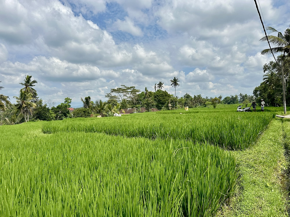 Bali Impression